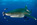 fonds marins, découverte, plongée, évasion, voyage en egypte