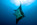raie manta, découverte, plongée, enc voyages